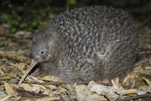 Little Spotted Kiwi