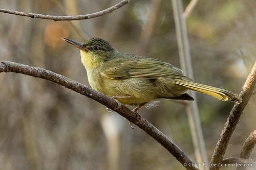 Long-billed Bernieria