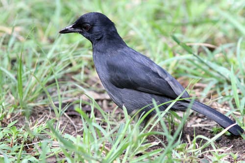Lowland Sooty Boubou