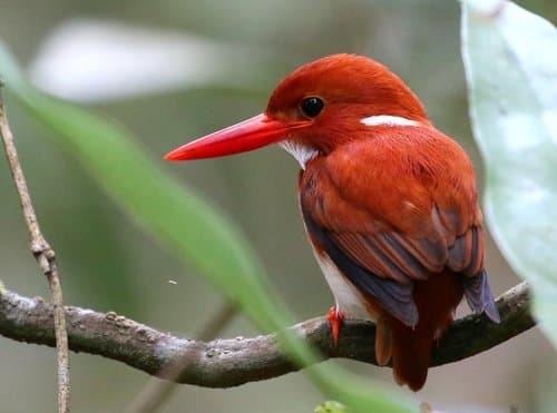 Madagascar Pygmy Kingfisher