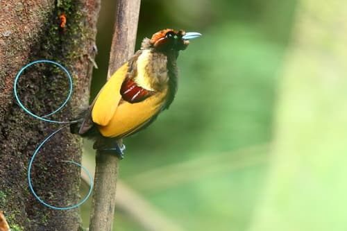 Magnificent Bird-of-Paradise