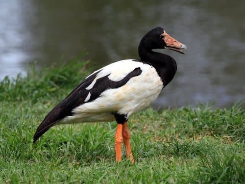 Magpie Goose