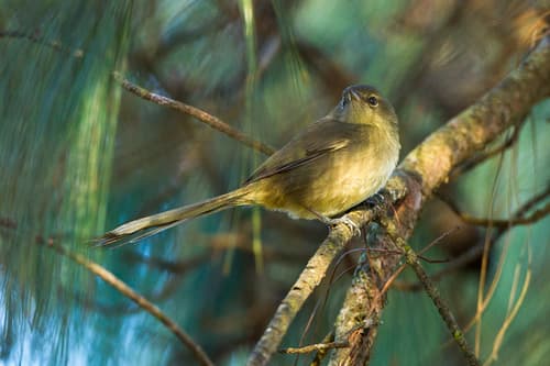 Malagasy Brush-Warbler