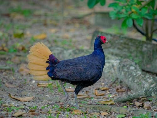 Malayan Crestless Fireback