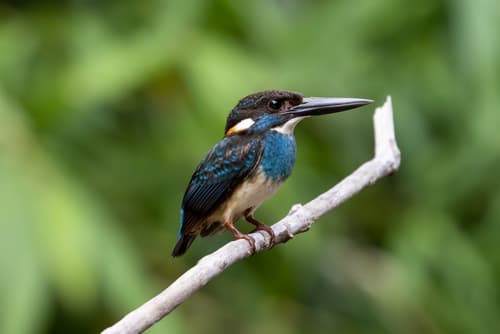 Malaysian Blue-banded Kingfisher