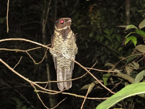 Malaysian Eared Nightjar