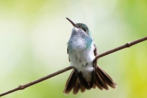 Mangrove Hummingbird