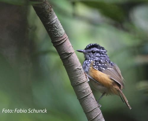 Manicoré Warbling-Antbird