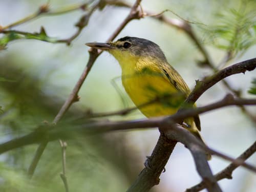 Maracaibo Tody-Flycatcher