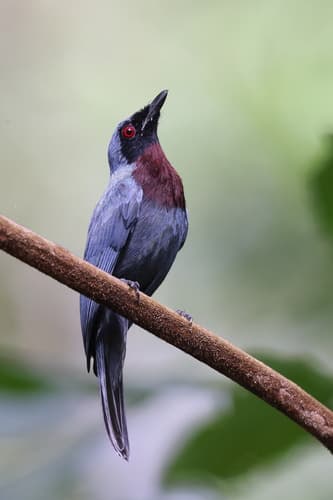 Maroon-breasted Philentoma