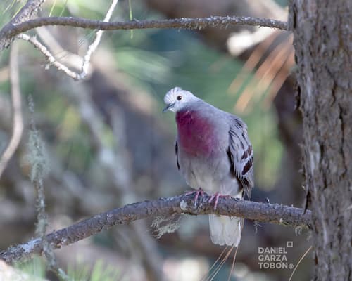 Maroon-chested Ground Dove