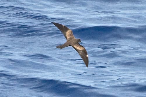 Matsudaira's Storm-Petrel