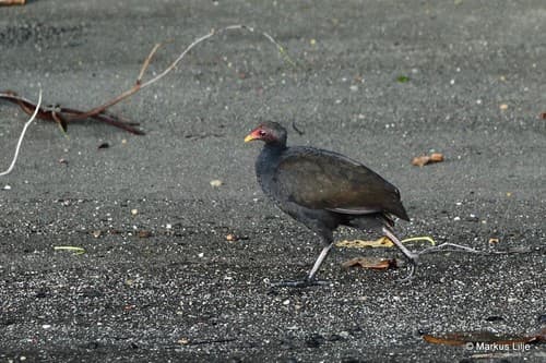Melanesian Megapode