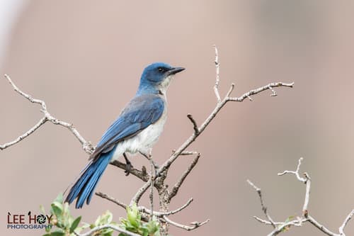 Mexican Jay