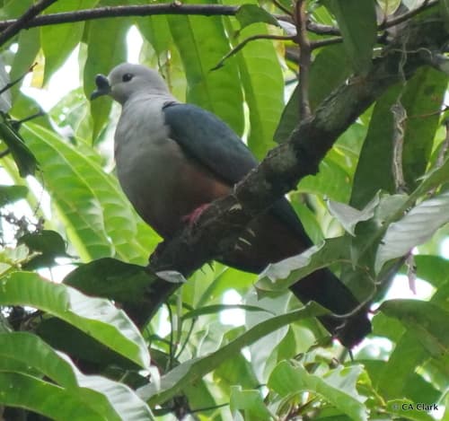 Micronesian Imperial Pigeon