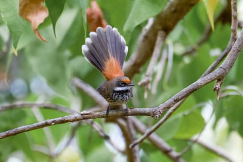 Micronesian Rufous Fantail
