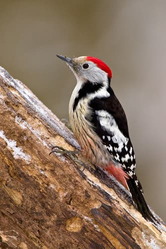 Middle Spotted Woodpecker