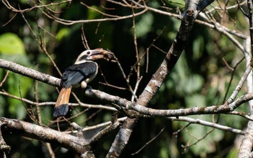 Mindanao Hornbill