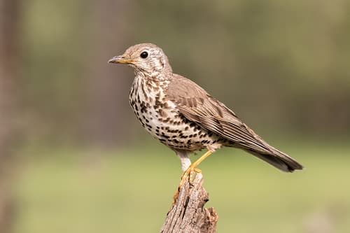 Mistle Thrush