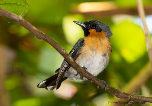 Moluccan Spectacled Monarch