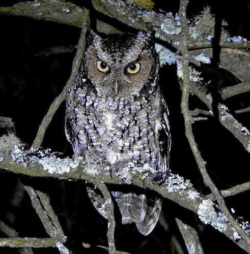 Montane Forest Screech-Owl