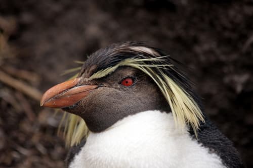 Moseley's Rockhopper Penguin