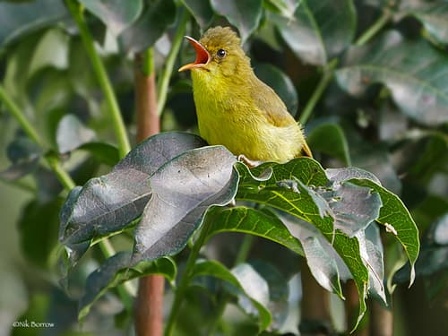 Mountain Yellow-Warbler