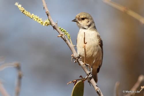 Mouse-colored Penduline-Tit