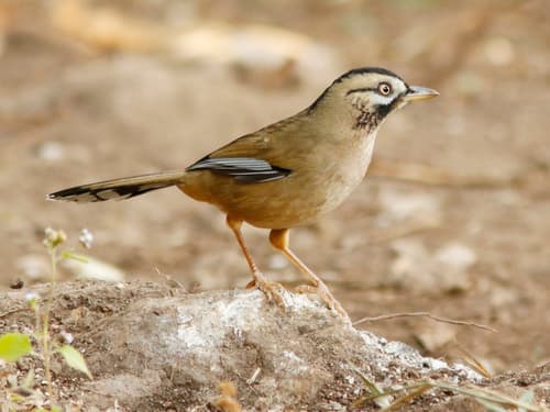 Moustached Laughingthrush
