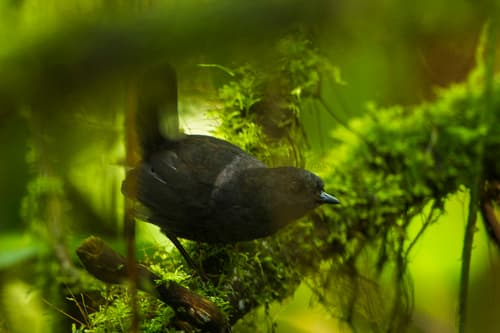 Nariño Tapaculo