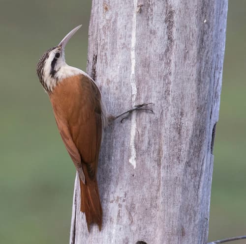 Narrow-billed Woodcreeper
