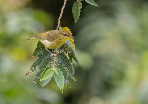 Negros Leaf Warbler