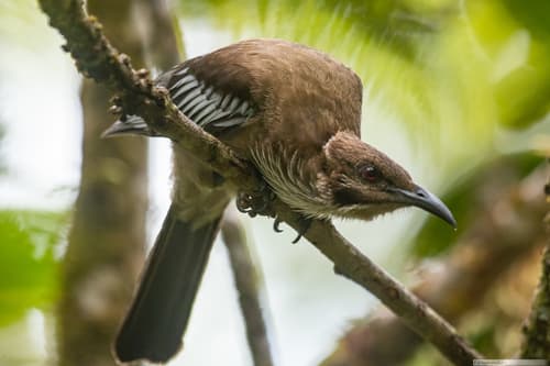 New Caledonian Friarbird