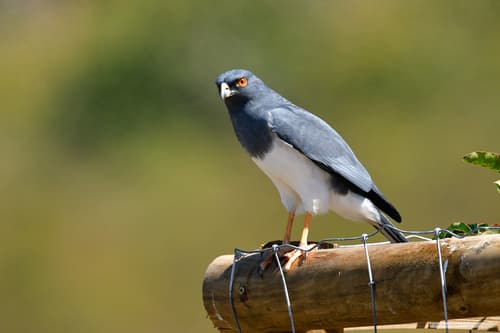 New Caledonian Goshawk