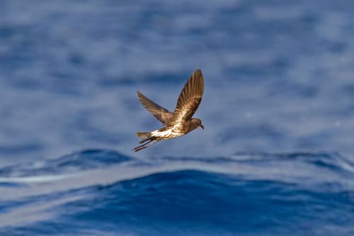 New Caledonian Storm-Petrel