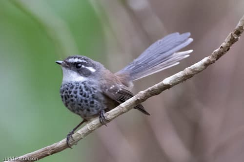 New Caledonian Streaked Fantail