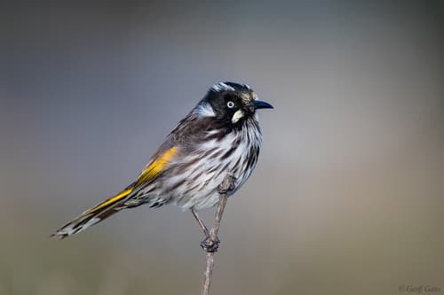 New Holland Honeyeater