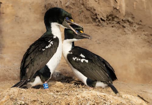 New Zealand King Shag