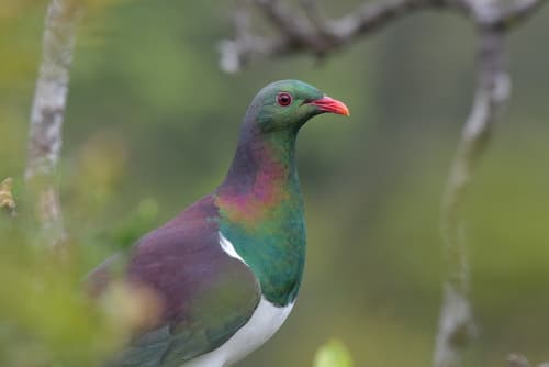 New Zealand Pigeon