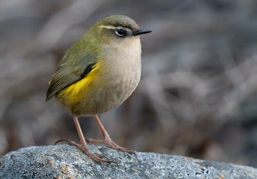 New Zealand Rockwren
