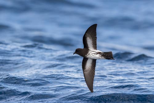 New Zealand Storm-Petrel