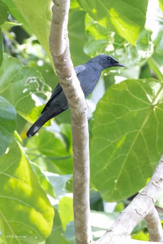 North Moluccan Cicadabird