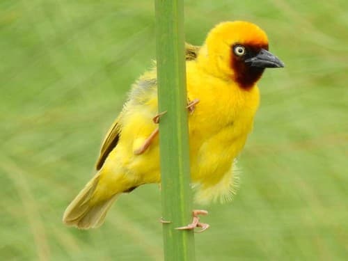 Northern Brown-throated Weaver