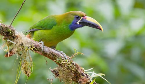Northern Emerald-Toucanet