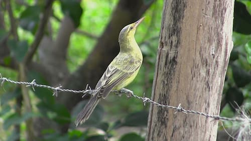 Northern Marquesan Reed Warbler