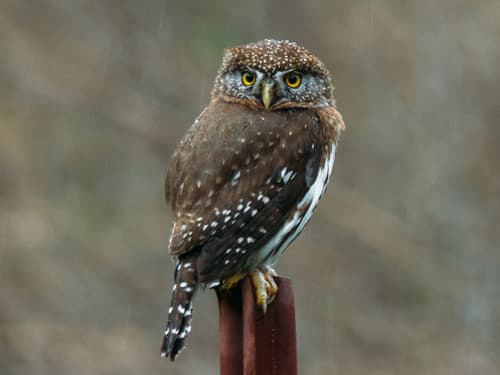 Northern Pygmy-Owl