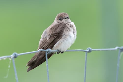 Northern Rough-winged Swallow