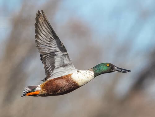 Northern Shoveler
