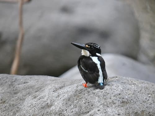 Northern Silvery Kingfisher