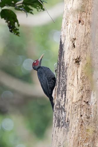 Northern Sooty-Woodpecker